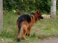 German Shepherd Male Dogs for Crossing
