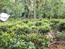 Cultivated Tea Land for Sale in Aranayake(Mawanella)