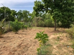 Land for Sale in Weerawila(Thissamaharama)