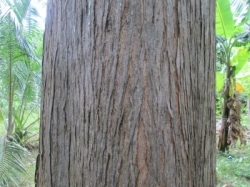 Lunumidella Trees(ලුණුමිදෙල්ල ගස්)