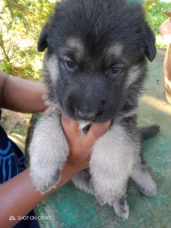 Lion Shepherd Puppies in Sri Lanka - Siyaluma.lk