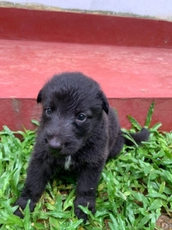 German Shepherd Puppies