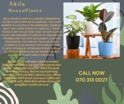 Indoor Plants Gampaha- Akila House Plants