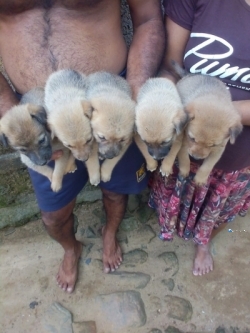 German Shepherd Cross Puppies