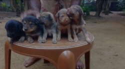 German Shepherd Cross Puppies