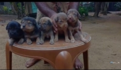 German Shepherd Cross Puppies