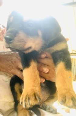 Rottweiler Femail Imported Puppies