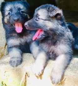 Lion Shepherd Puppies