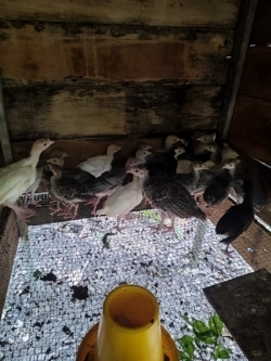 Turkey Chicks(කලුකොන් පැටවු)