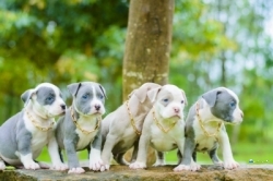 Amarican Fit Bully Puppies