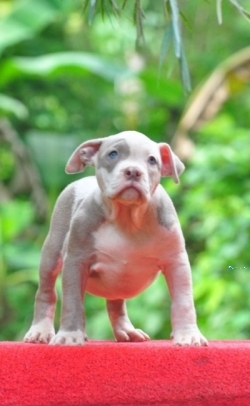 Amarican Bully Puppies