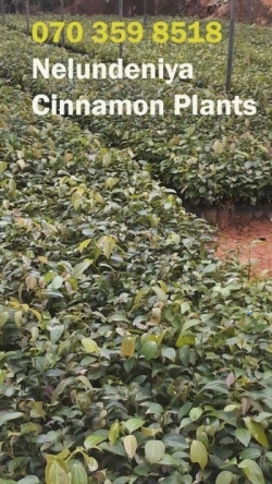 Nelundeniya Cinnamon Plant Nursery